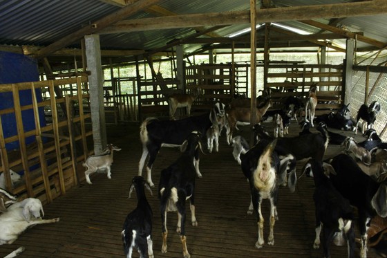 Quảng Ngãi: Phòng, chống rét cho gia súc, gia cầm ảnh 1