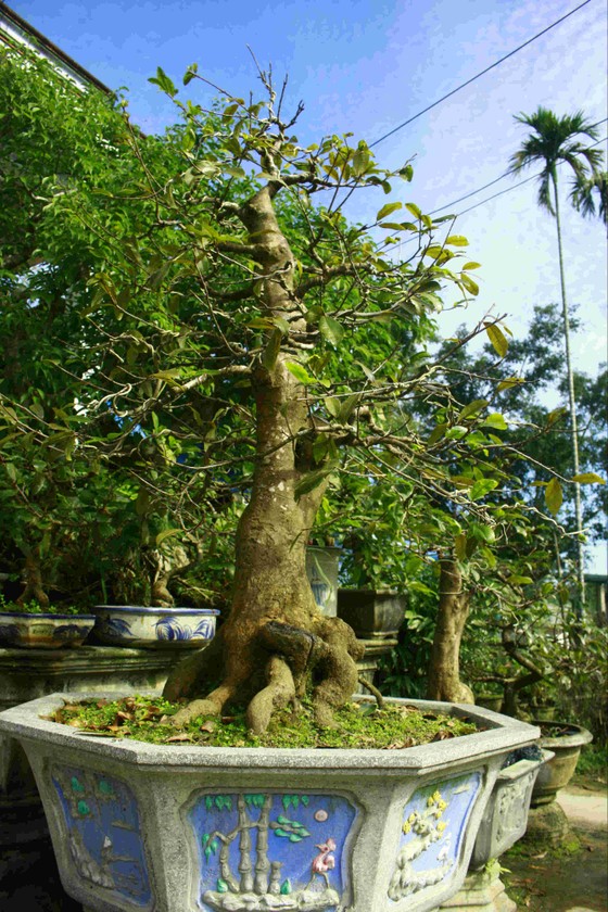 Quảng Ngãi: Làng hoa mai vào xuân ảnh 6