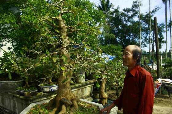 Quảng Ngãi: Làng hoa mai vào xuân ảnh 1