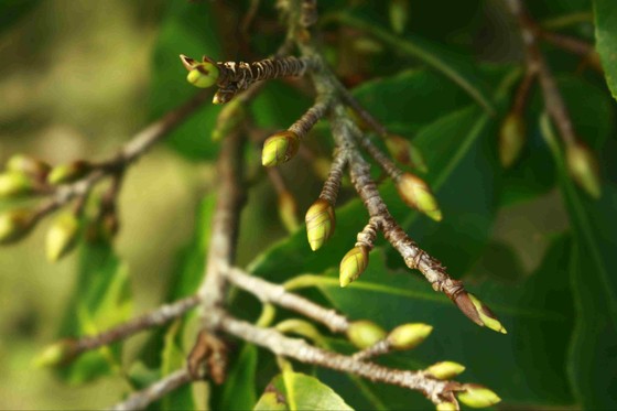 Quảng Ngãi: Làng hoa mai vào xuân ảnh 3