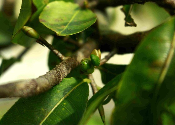 Quảng Ngãi: Làng hoa mai vào xuân ảnh 5