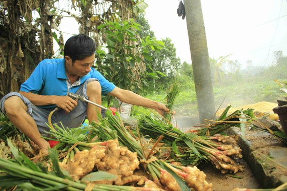 Quảng Ngãi: Gừng tết được giá, nông dân thu chục triệu ảnh 5