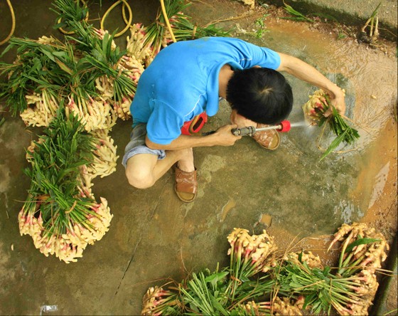 Quảng Ngãi: Gừng tết được giá, nông dân thu chục triệu ảnh 6