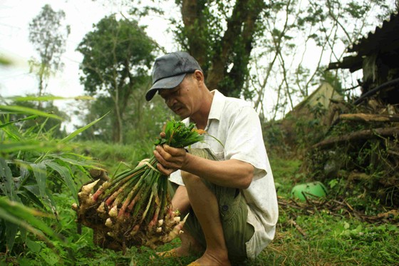 Quảng Ngãi: Gừng tết được giá, nông dân thu chục triệu ảnh 4