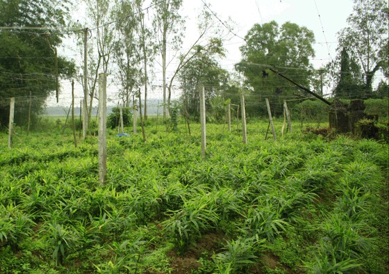 Quảng Ngãi: Gừng tết được giá, nông dân thu chục triệu ảnh 2