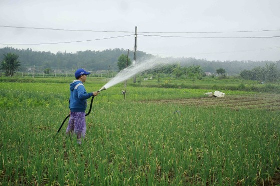 Quảng Ngãi: Rau xanh tăng giá mở chợ đầu năm ảnh 3