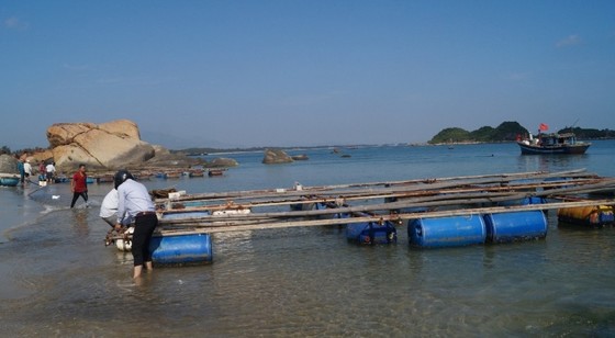 Quảng Ngãi: Chi hỗ trợ cho các hộ nuôi cá trong vùng biển Dung Quất ảnh 2