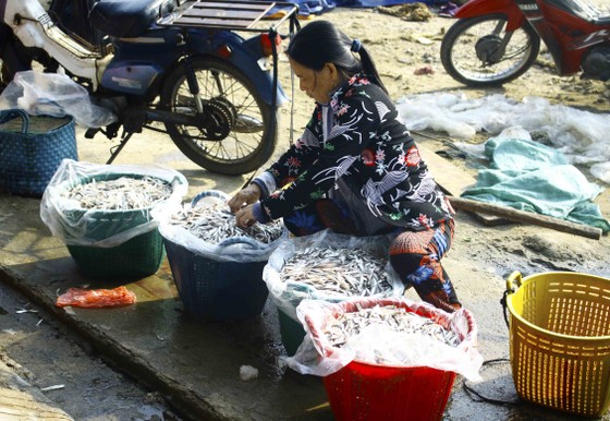 Ngư dân Quảng Ngãi vui mùa cá cơm đến sớm ảnh 9