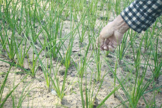 Quảng Ngãi: Người dân lo lắng vì kiệu bị cháy đầu lá, lá mốc ảnh 3
