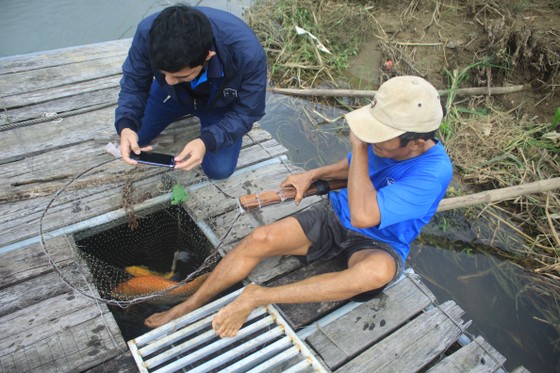 Độc đáo nuôi cá Koi Nhật trong lồng bè trên sông Trà Khúc ảnh 1