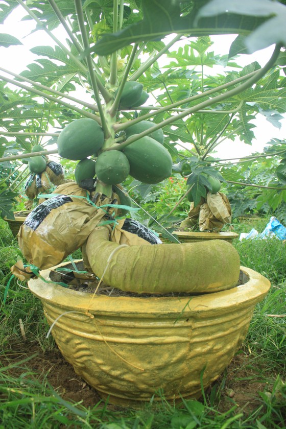 Đu đủ in chữ phục vụ tết ảnh 6