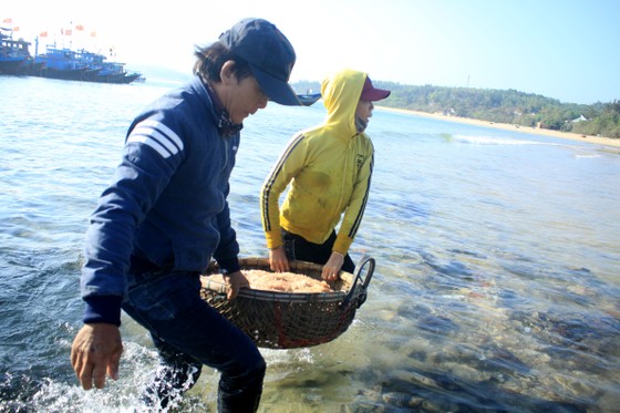 Ngư dân Quảng Ngãi trúng đậm mùa ruốc biển ảnh 6