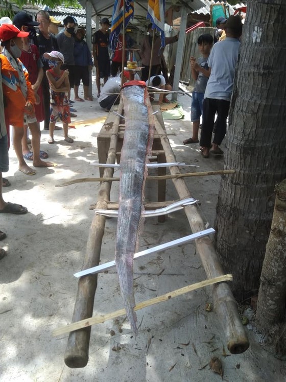 Cá hố dài 4m trôi dạt bờ biển Quảng Ngãi là một con Oarfish Thái Bình Dương khổng lồ ảnh 1