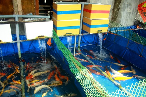 Thanh niên trẻ khởi nghiệp từ cá Koi ảnh 5