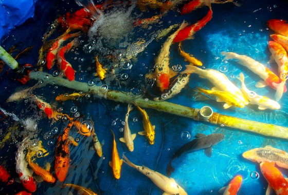 Thanh niên trẻ khởi nghiệp từ cá Koi ảnh 2