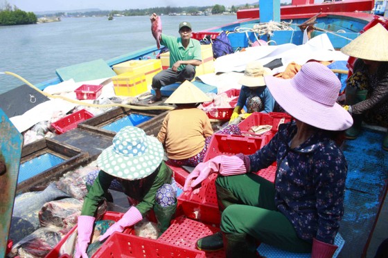 Quảng Ngãi: Hơn 1.100 tàu cá dài từ 15m được cấp giấy chứng nhận đủ điều kiện an toàn vệ sinh thực phẩm ảnh 2