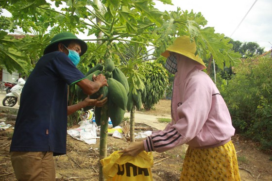 Nông dân hái rau hỗ trợ các khu cách ly ở Quảng Ngãi ảnh 4