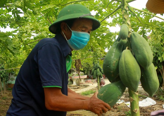 Nông dân hái rau hỗ trợ các khu cách ly ở Quảng Ngãi ảnh 3