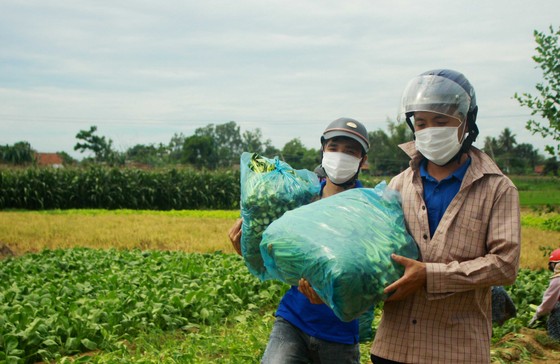 Nông dân hái rau hỗ trợ các khu cách ly ở Quảng Ngãi ảnh 11
