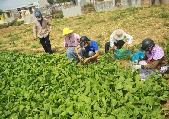 Nông dân hái rau hỗ trợ các khu cách ly ở Quảng Ngãi ảnh 7
