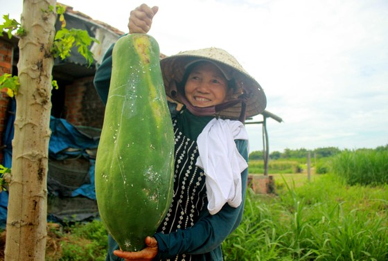 Nông dân hái rau hỗ trợ các khu cách ly ở Quảng Ngãi ảnh 5