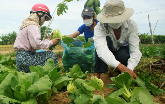 Nông dân hái rau hỗ trợ các khu cách ly ở Quảng Ngãi ảnh 2