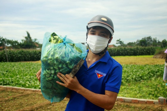 Nông dân hái rau hỗ trợ các khu cách ly ở Quảng Ngãi ảnh 10