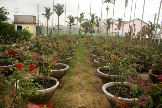 Chăm hoa tết sau bão lũ ảnh 10