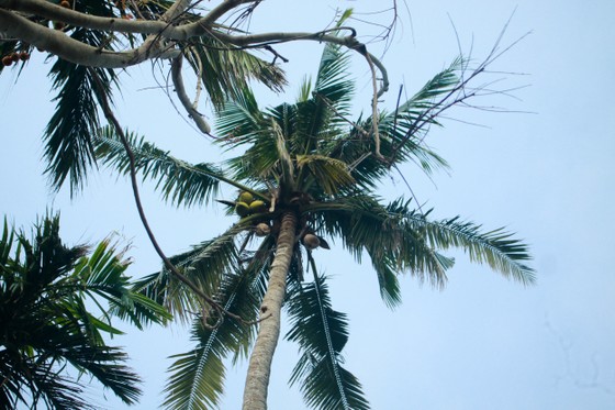 Tưởng niệm 53 năm Ngày 504 đồng bào Sơn Mỹ bị thảm sát ảnh 11
