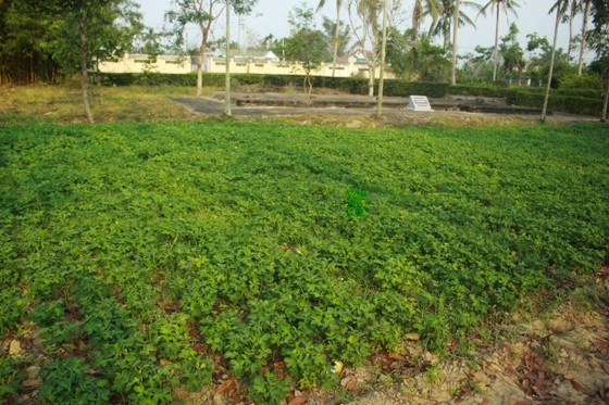 Tưởng niệm 53 năm Ngày 504 đồng bào Sơn Mỹ bị thảm sát ảnh 14