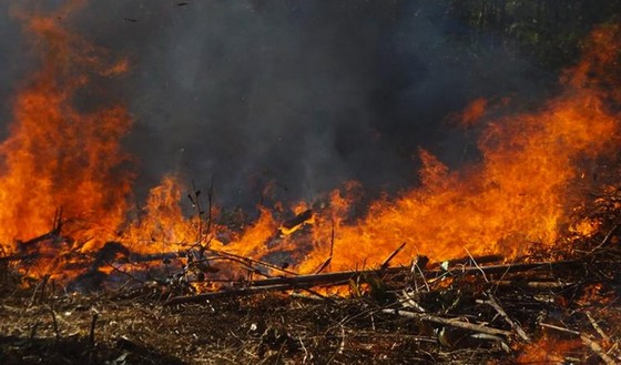 Quảng Ngãi cảnh báo nguy cơ cháy rừng cấp 4, cấp 5 ảnh 1