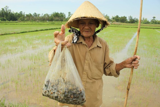 Quảng Ngãi xuất hiện dày đặc ốc bươu vàng gây hại ảnh 2