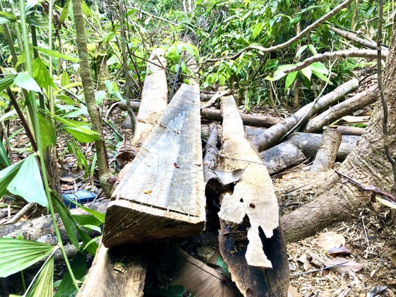 Quảng Ngãi: Làm rõ việc rừng phòng hộ Thác Trắng bị chặt phá ảnh 1
