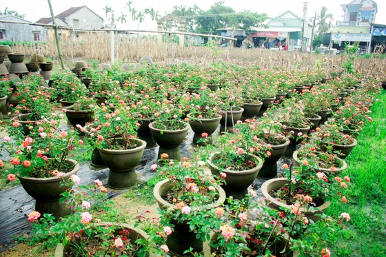 Nhà vườn Quảng Ngãi giảm sản lượng hoa tết: 'Đến giờ chưa thấy bạn hàng gọi điện' ảnh 10
