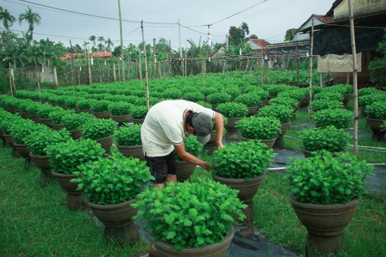 Nhà vườn Quảng Ngãi giảm sản lượng hoa tết: 'Đến giờ chưa thấy bạn hàng gọi điện' ảnh 2