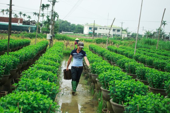 Nhà vườn Quảng Ngãi giảm sản lượng hoa tết: 'Đến giờ chưa thấy bạn hàng gọi điện' ảnh 1