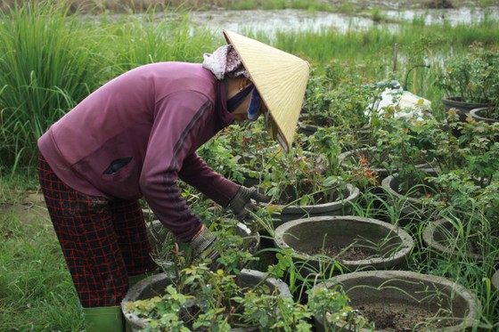 Nhà vườn Quảng Ngãi giảm sản lượng hoa tết: 'Đến giờ chưa thấy bạn hàng gọi điện' ảnh 7