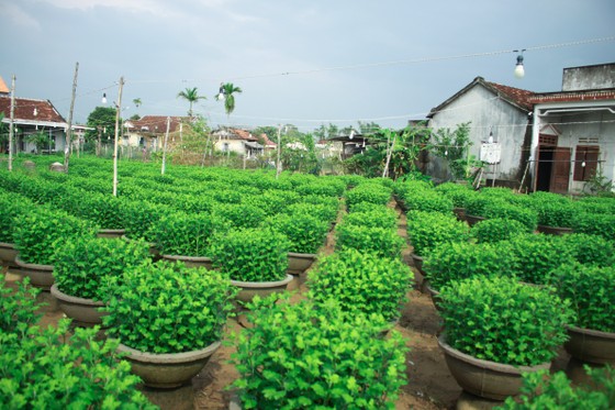 Nhà vườn Quảng Ngãi giảm sản lượng hoa tết: 'Đến giờ chưa thấy bạn hàng gọi điện' ảnh 3