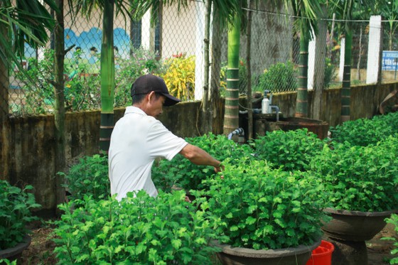 Nhà vườn Quảng Ngãi giảm sản lượng hoa tết: 'Đến giờ chưa thấy bạn hàng gọi điện' ảnh 6