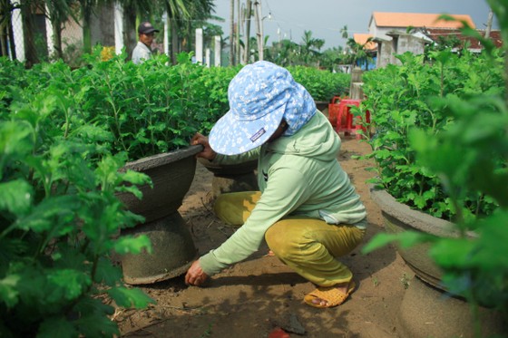 Nhà vườn Quảng Ngãi giảm sản lượng hoa tết: 'Đến giờ chưa thấy bạn hàng gọi điện' ảnh 4