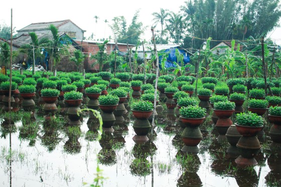 Nhà vườn Quảng Ngãi giảm sản lượng hoa tết: 'Đến giờ chưa thấy bạn hàng gọi điện' ảnh 13