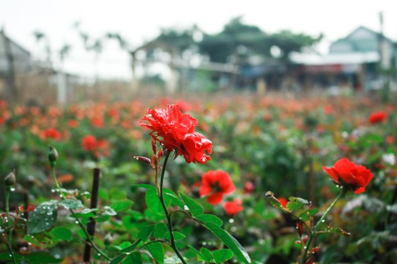 Nhà vườn Quảng Ngãi giảm sản lượng hoa tết: 'Đến giờ chưa thấy bạn hàng gọi điện' ảnh 12