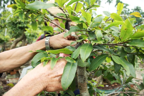 Quảng Ngãi: Tiết trời se lạnh, thách thức nhà vườn trồng hoa tết ảnh 12