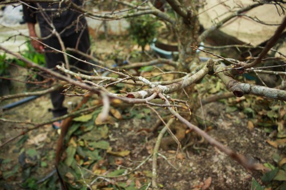 Quảng Ngãi: Tiết trời se lạnh, thách thức nhà vườn trồng hoa tết ảnh 3