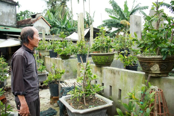 Quảng Ngãi: Tiết trời se lạnh, thách thức nhà vườn trồng hoa tết ảnh 11