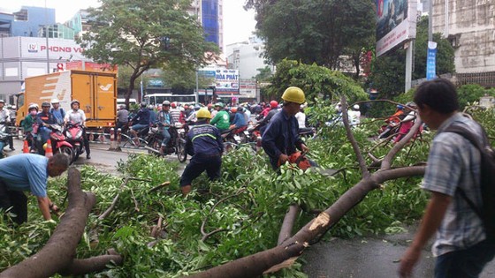 Cây xanh gãy đè ô tô, giao thông ùn tắc ảnh 1