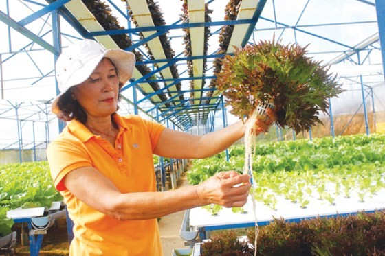 Ứng dụng công nghệ cao AutoPot cho nông nghiệp đô thị ảnh 1
