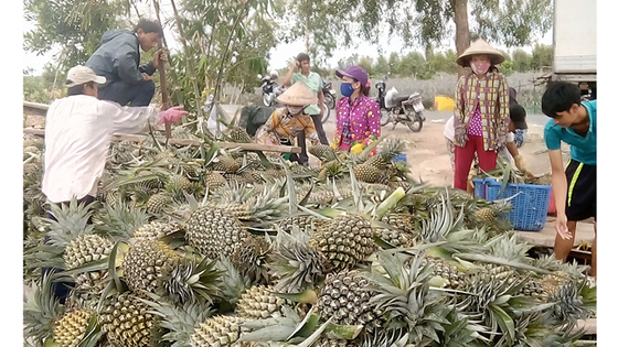 Khóm giảm giá, nông dân gặp khó ảnh 1