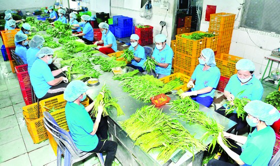 Xuất khẩu nông sản tăng trưởng ấn tượng từ đầu năm ảnh 1