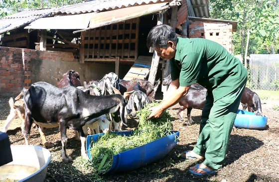 Người nuôi dê Bù Đốp gặp khó ảnh 1